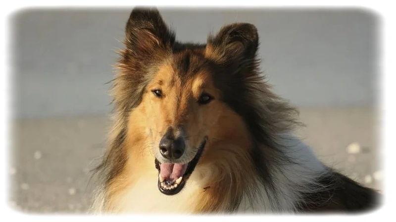 Collie