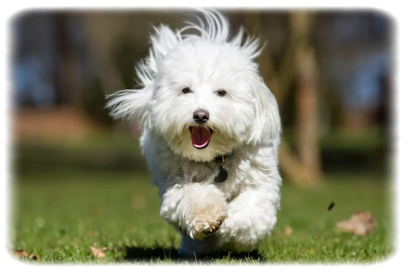 Coton de Tulear