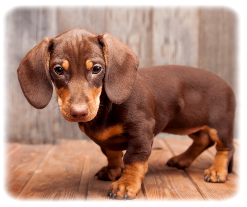 Dachshund