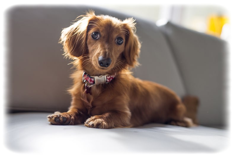 Dachshund