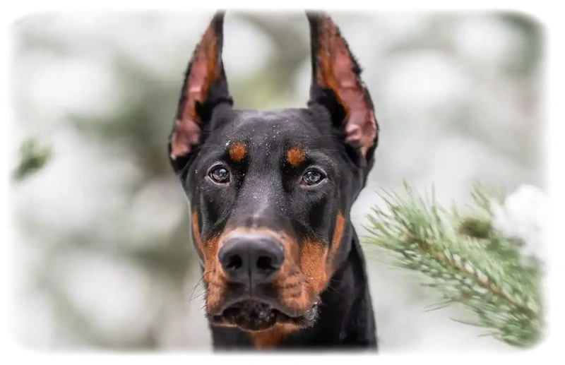 Doberman