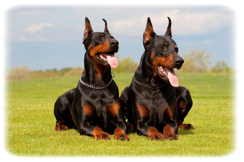 Doberman