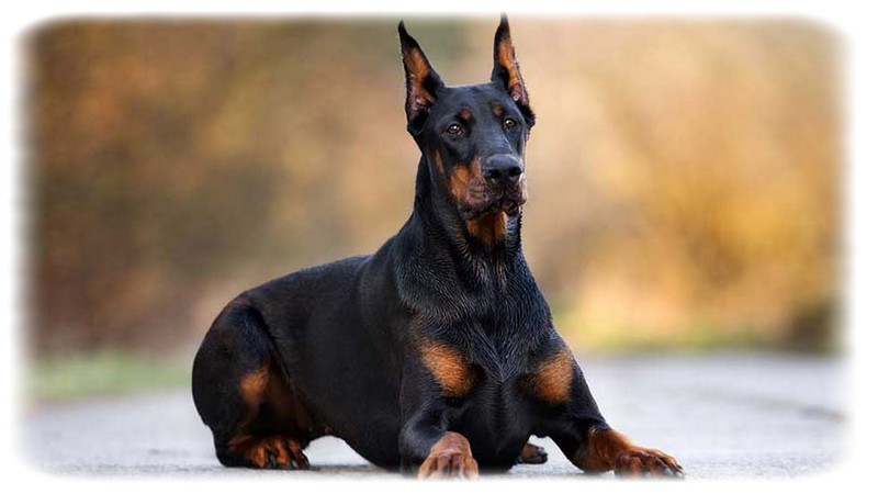 Doberman