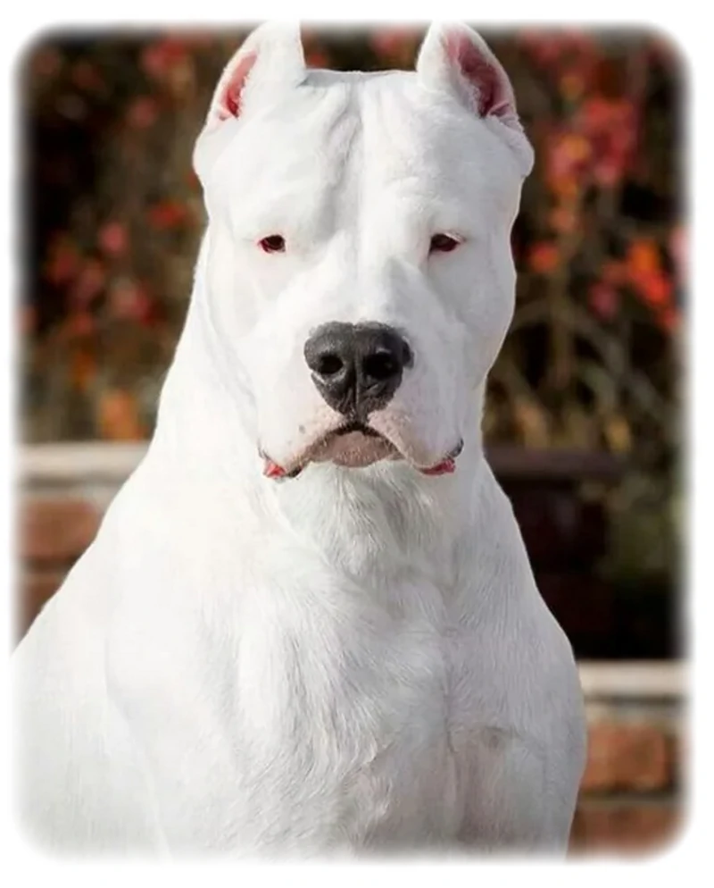 Dogo Argentino