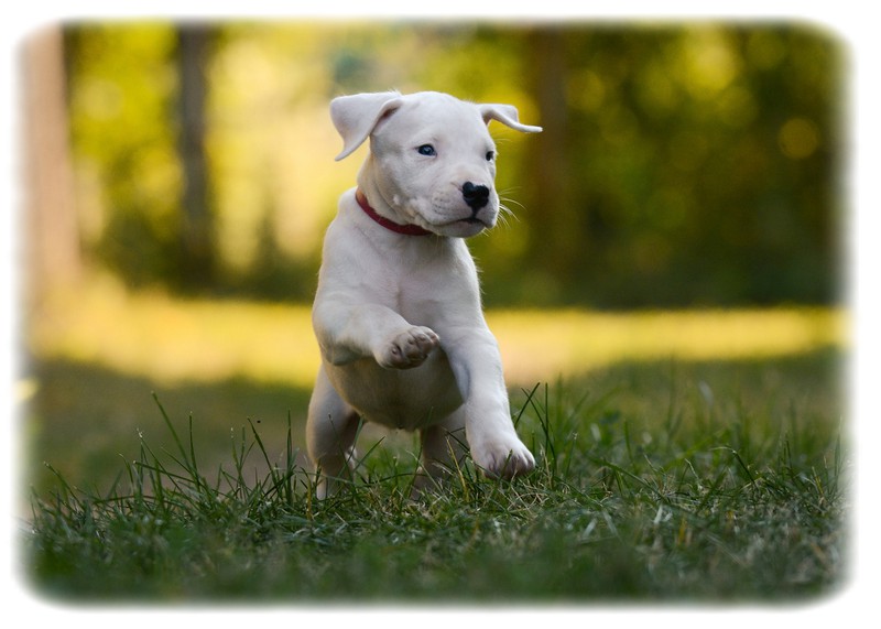 Dogo Argentino