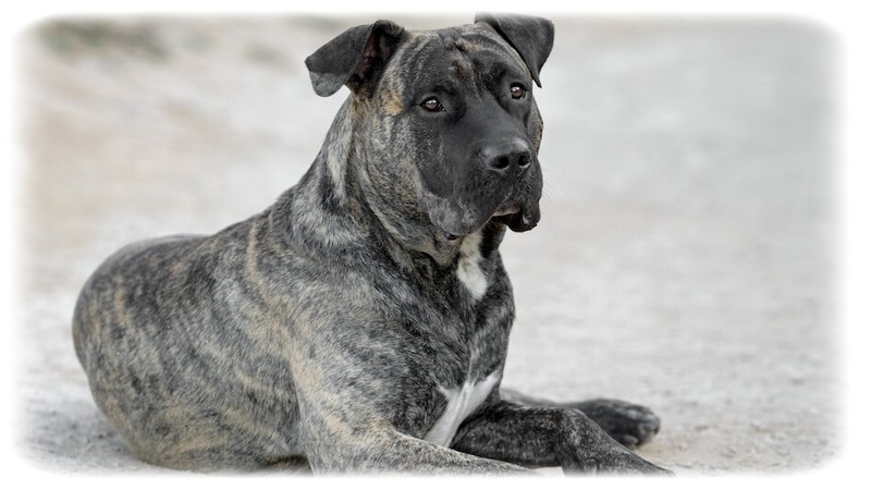 Dogo Canario