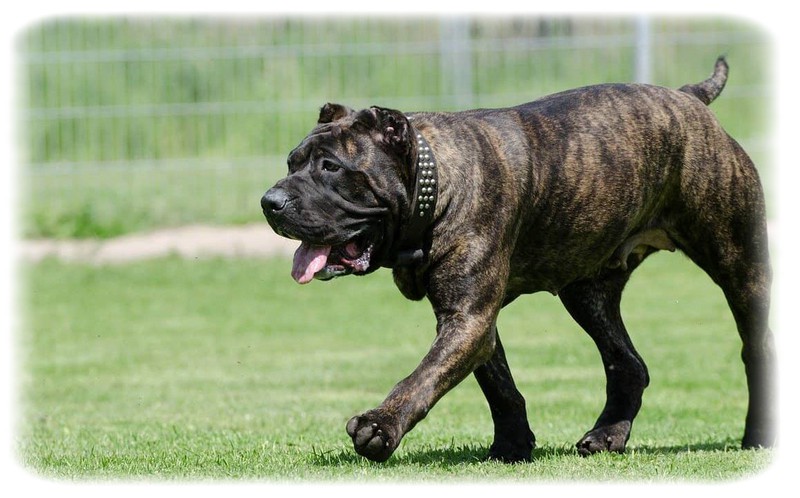 Dogo Canario