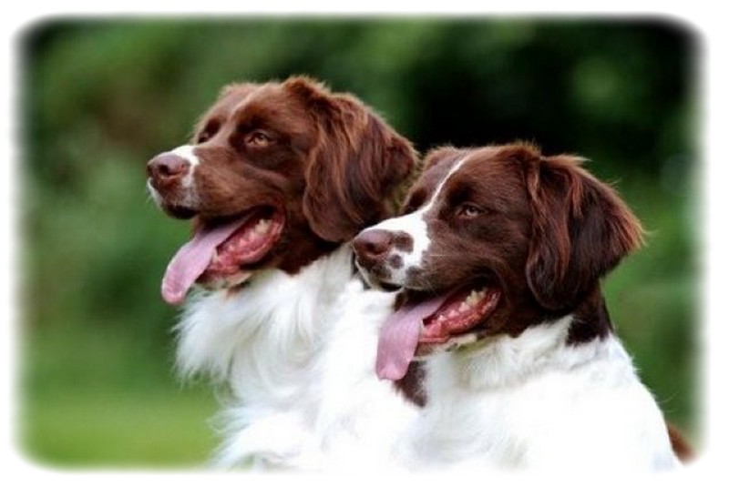 Drentsche Patrijshond Irkı