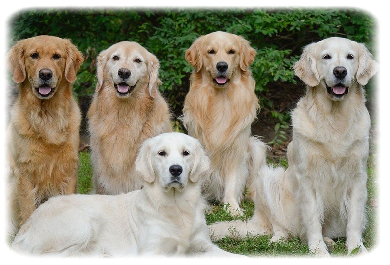 Düz Tüylü Retriever