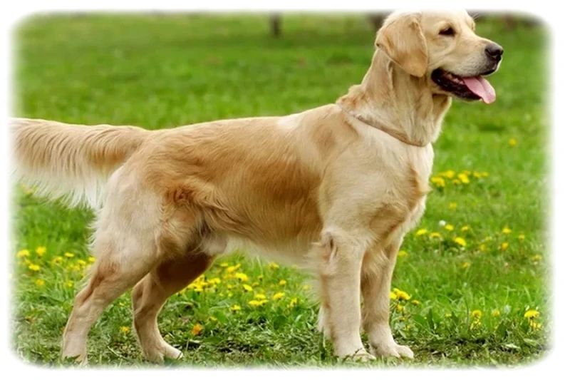Düz Tüylü Retriever