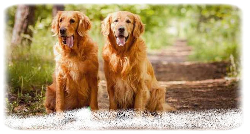 Düz Tüylü Retriever