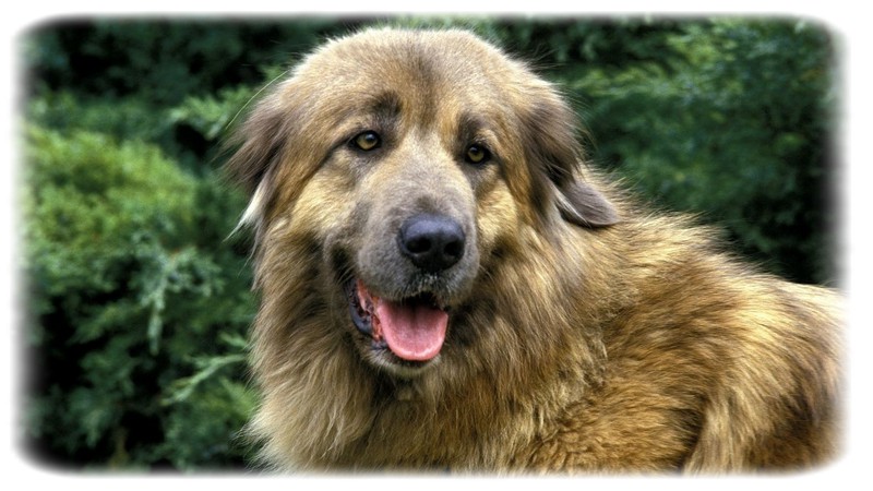 Estrela Dağ Köpeği