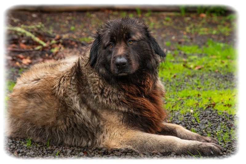 Estrela Dağ Köpeği