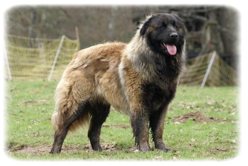 Estrela Dağ Köpeği