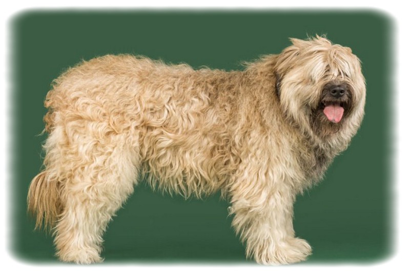 Katalan Çoban Köpeği