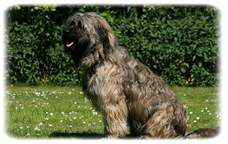 Katalan Çoban Köpeği