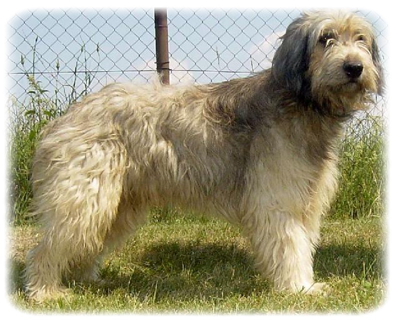 Katalan Çoban Köpeği