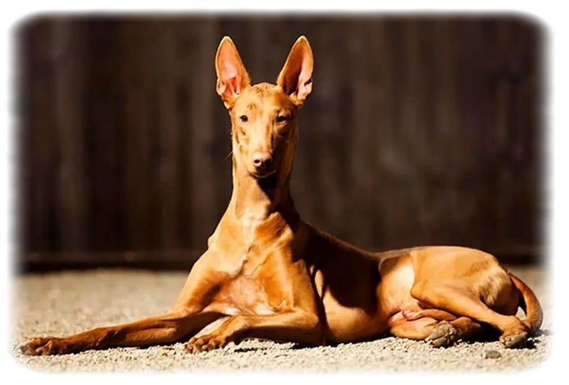 Misir-Firavun-Kopegi1