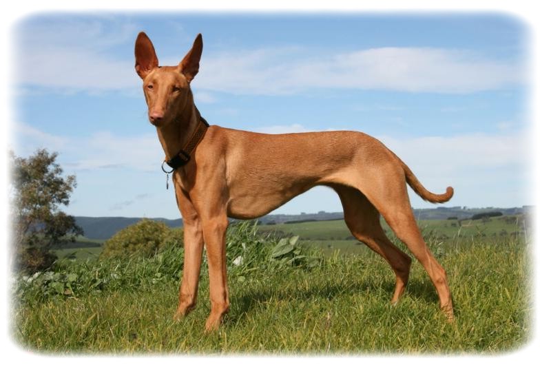 Mısır Firavun Köpeği