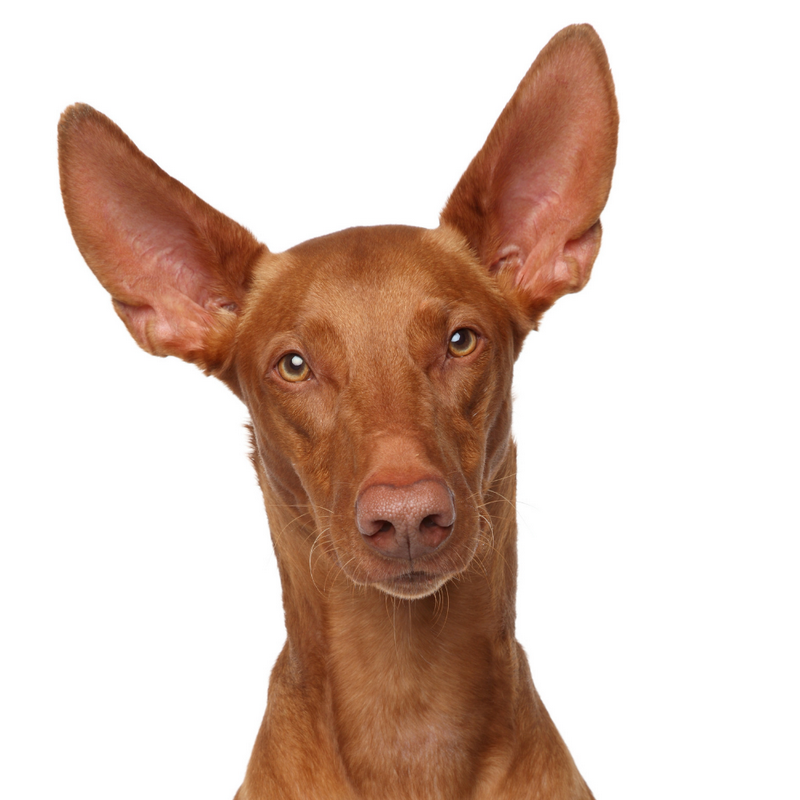 Misir-Firavun-Kopegi1