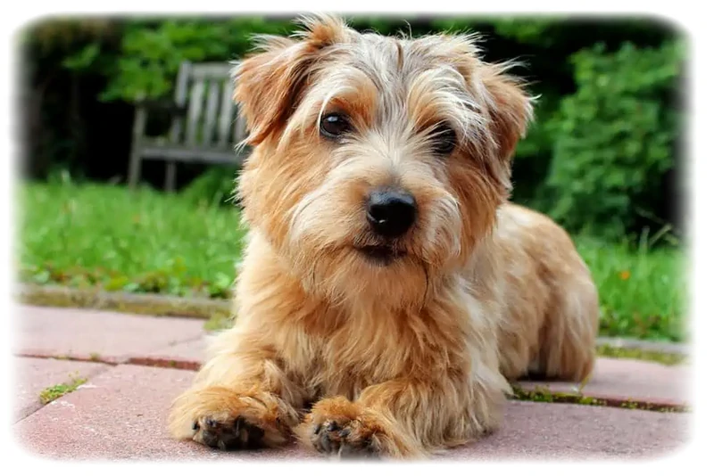 Norfolk Terrier
