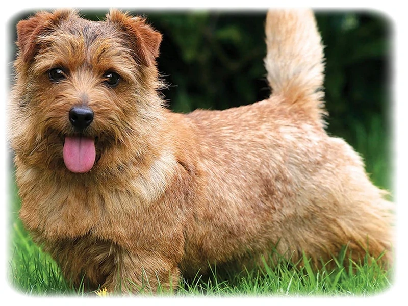 Norfolk Terrier
