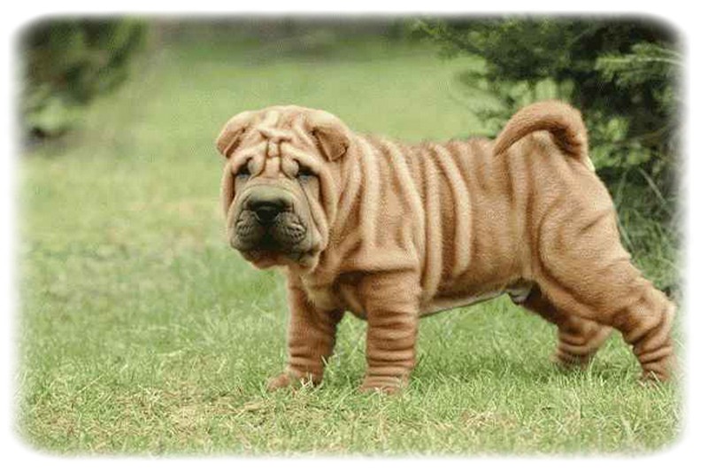 Çin Shar-Pei